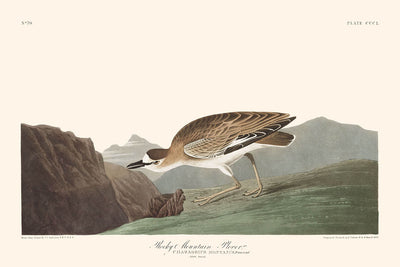 Rocky Mountain Plover by John James Audubon, 1827