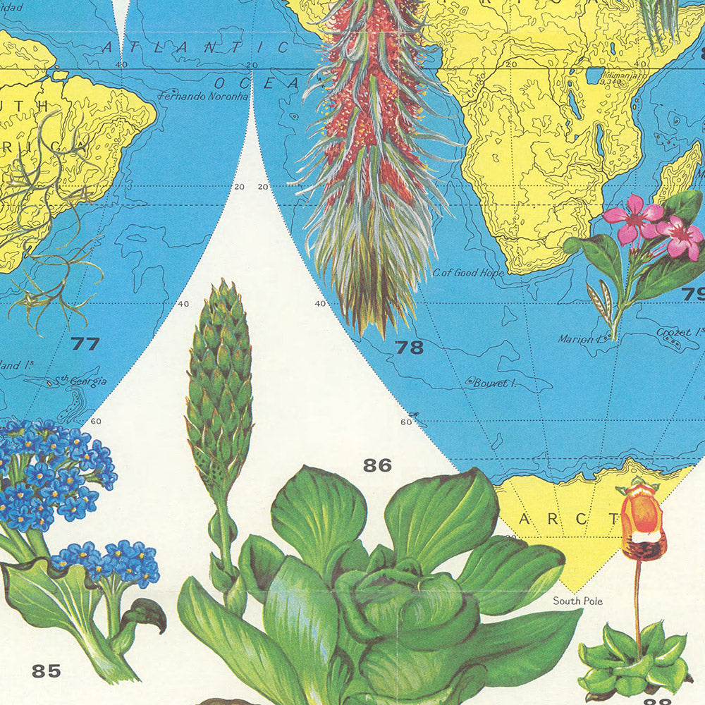 Antiguo mapa infográfico de distribución de flores por Everard, 1972: ilustraciones botánicas, flora global, topografía