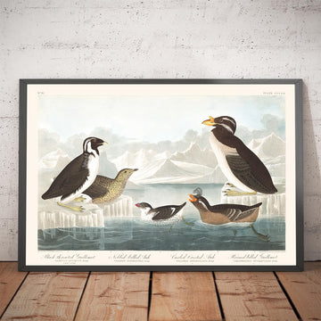 Guillemots et Auks (Oiseaux marins) par John James Audubon, 1827 