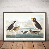 Guillemots & Auks (Seabirds) by John James Audubon, 1827