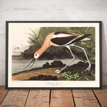 Amerikanischer Avocet von John James Audubon, 1827 