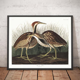 American Bittern by John James Audubon, 1827