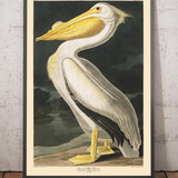 Pellicano bianco americano di John James Audubon, 1827 