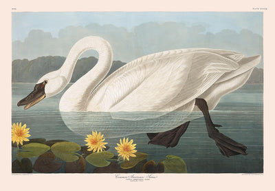 Common American Swan by John James Audubon, 1827 - Personalised Fine Art