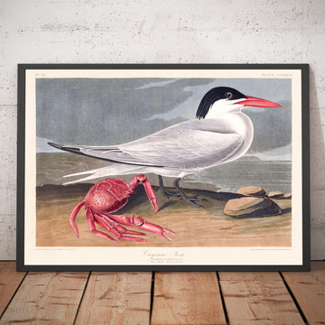Cayenne Tern di John James Audubon, 1827 - Arte Fine Personalizzata 