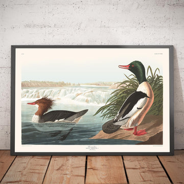 Goosander (Anatra di mare) di John James Audubon, 1827 