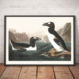 Gran Alca (Pingüino Extinto) por John James Audubon, 1827 