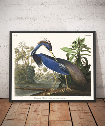 Airone della Louisiana di John James Audubon, 1827 - Arte Fine Personalizzata 